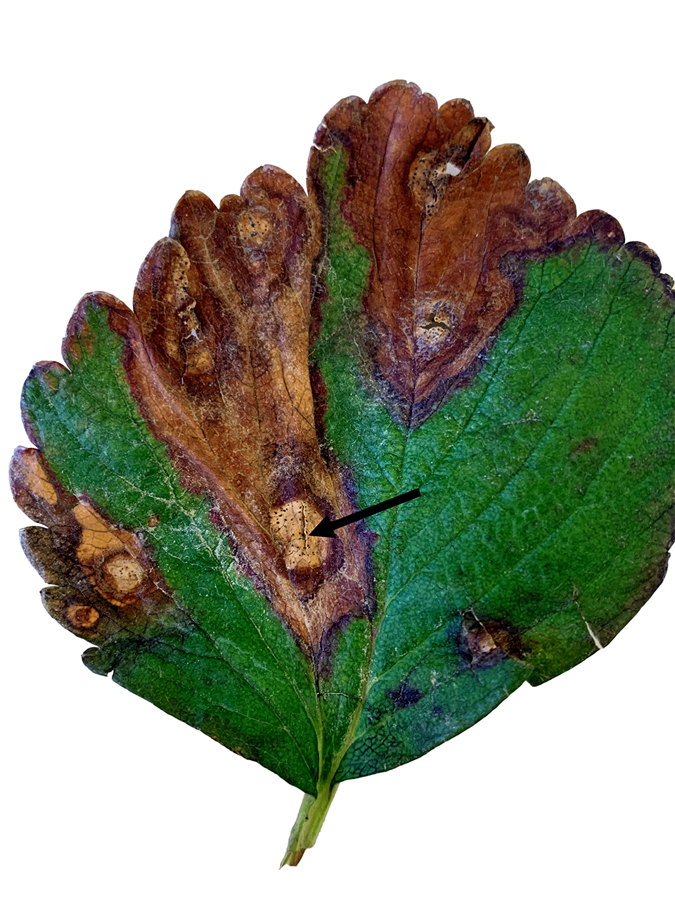 Damaged leaf.
